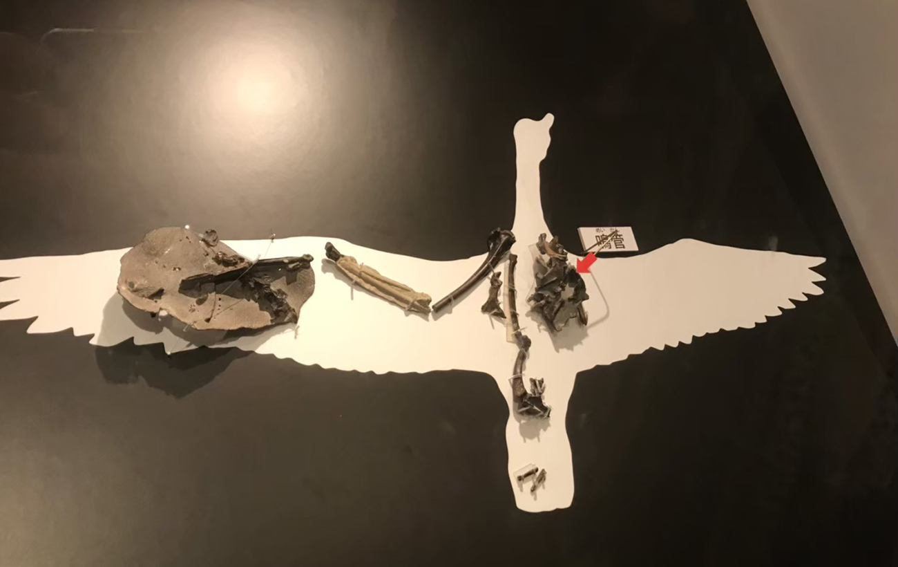 Науковці знайшли залишки найдавнішого предка сучасної пташки